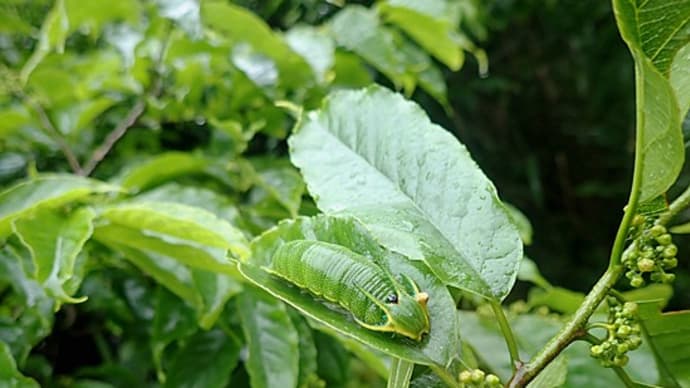 フタオチョウ終齢幼虫の大きさ