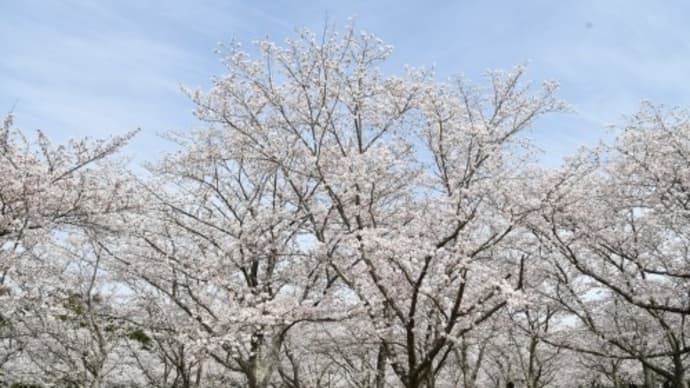 加古郡稲美町 桜めぐり '22