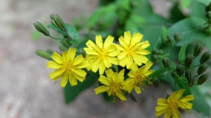 里山 秋の花・果実