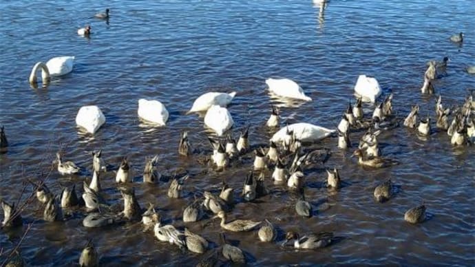 琵琶池の白鳥を見に 2025/1