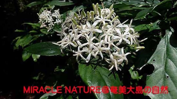 ギョクシンカの花