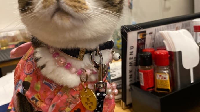看板猫のいるお店で猫飲み はやちゃんち 2 (2207)
