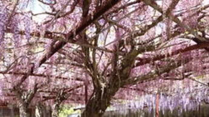 20210420 (1)石井町「童学寺」の藤棚〔番外(花見)ウオーク/名西郡内、藤の名刹3景(1)〕