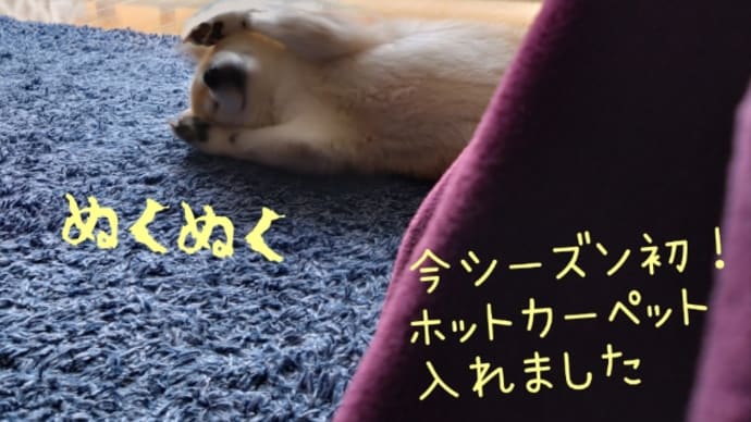 女子ゴルフ🏌♀の結果とホットカーペット