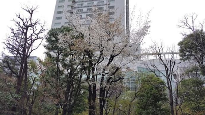 🌸 都会?の桜 🌸
