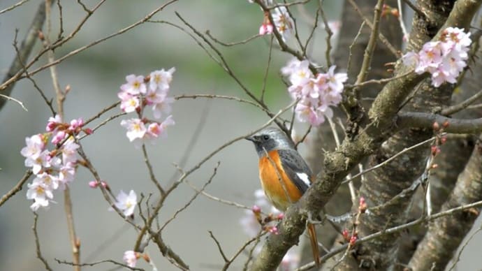 チョウゲンの谷 その1