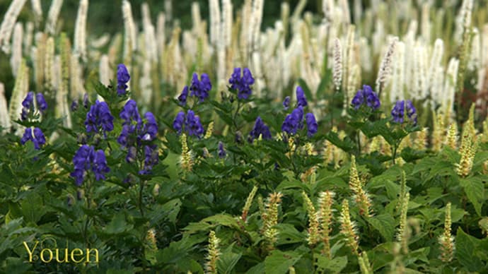伊吹山の花 つづき