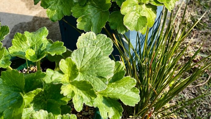 ラナンキュラスラックス鉢植え失敗か?多肉植物無人販売所