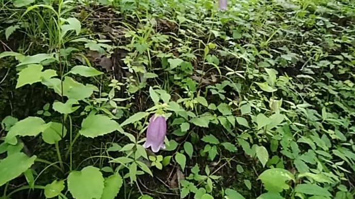 ヤマホタルブクロ(山蛍袋)　ヤマアジサイ(山紫陽花)