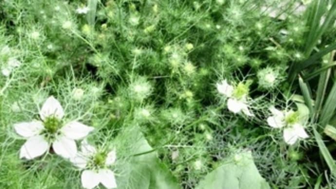 頂き物の花が咲く