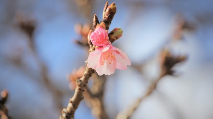 初春の燈、冬の桜