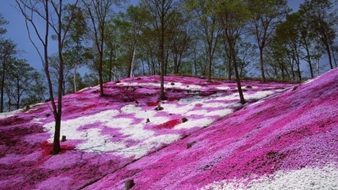 今月のテンプレート（Ｎｏ２２）北海道東藻琴の芝桜公園