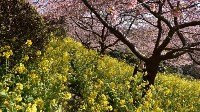 菜花・さくら狩り 神奈川県足柄上郡松田町 あぐりパーク嵯峨山苑第16回菜花まつり(1)菜の花と河津桜