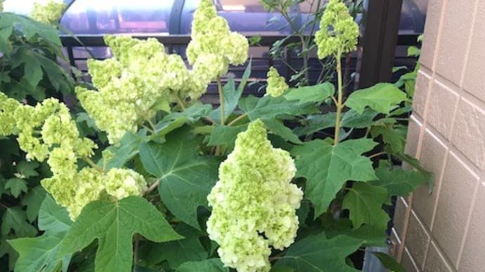 早くもアジサイが開花