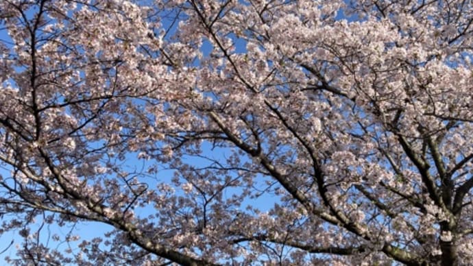 満開の桜と豚しゃぶ