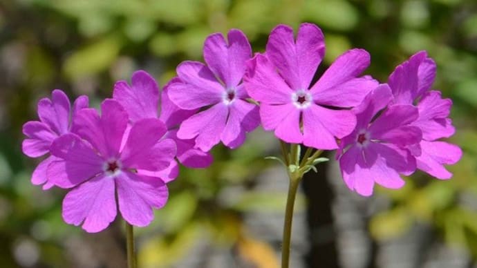 日本桜草(3) 「橋弁慶」