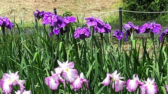 上尾丸山公園の花菖蒲、5月25日は2分咲きです~(^^♪