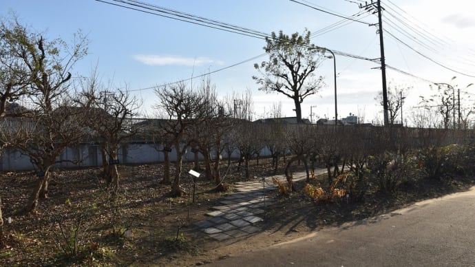 もみじ狩り 神奈川県鎌倉市 日比谷花壇大船フラワーセンター(3)冬桜