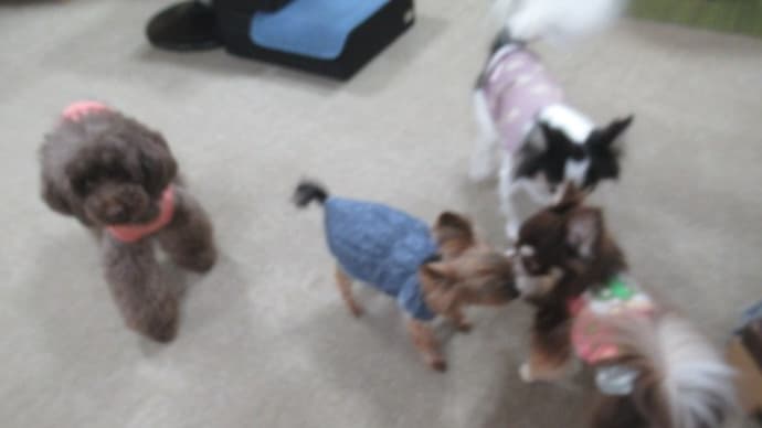 2023/04/10 犬の幼稚園BuddyDog