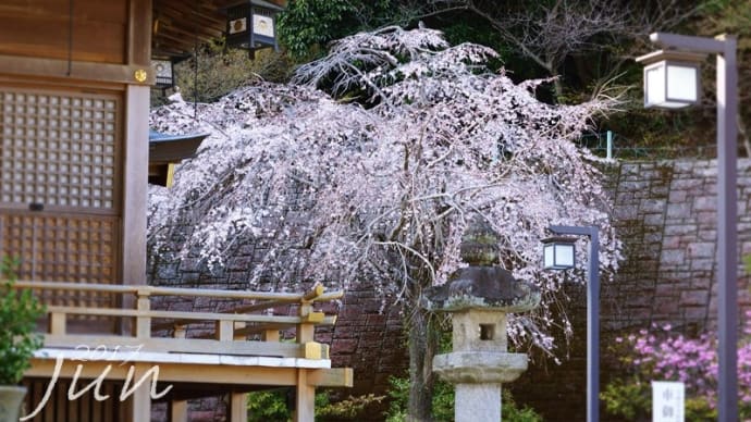 春日神社の枝垂れ桜