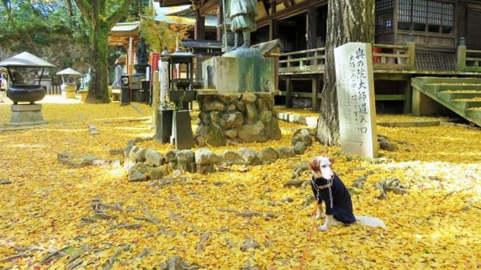 takibineko de ランチ♪