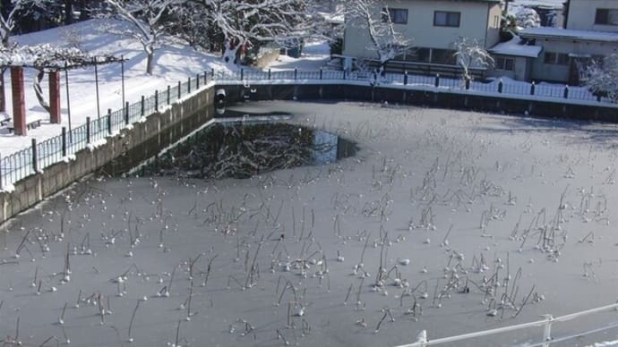 池の80パーセント氷結。カルガモはいない。