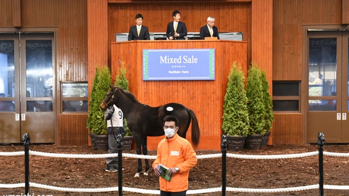JRA競走に勝ったセール出身馬紹介(2025/5/10-11、ショウヘイが京都新聞杯を優勝)