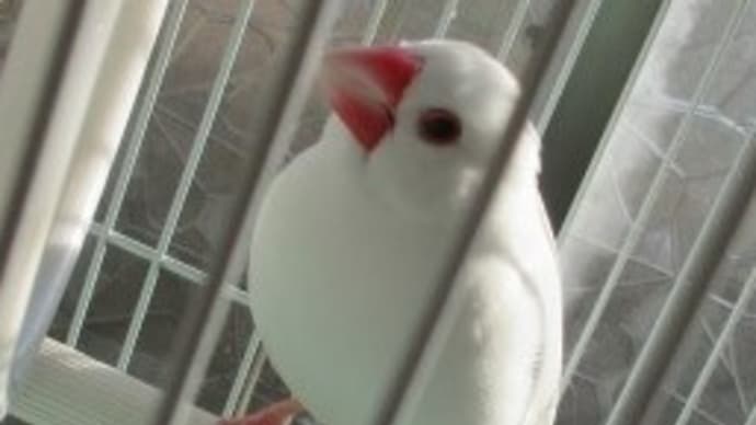 文鳥
