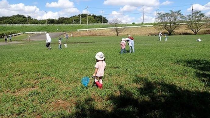 親子でワンダー「トノサマバッタ狩り大会」