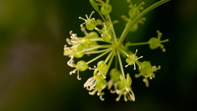 牛尾菜の花