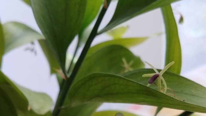 1年半日持ちするルスカス🌿