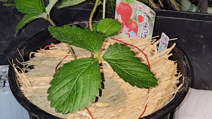 🚿今日の菜園👀②来年の🍓仕込み🌱