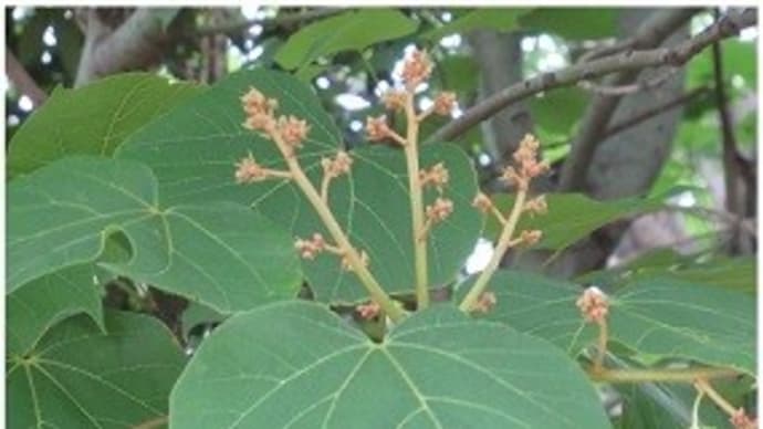 アオギリの花 桐と青桐は仲間ではなかった!