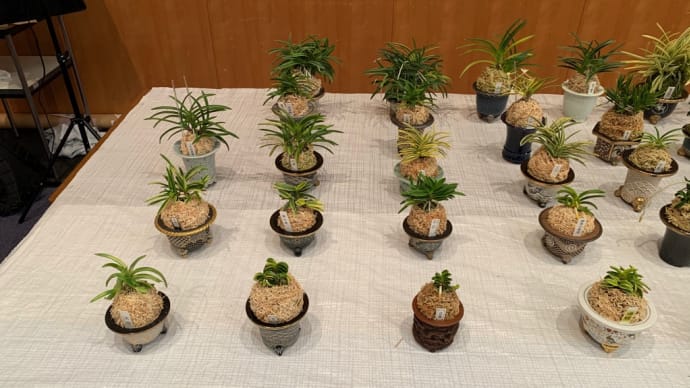 第74回 日本富貴蘭会美術品評全国大会(静岡) 展示品