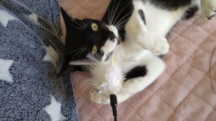 猫じゃらしに夢中