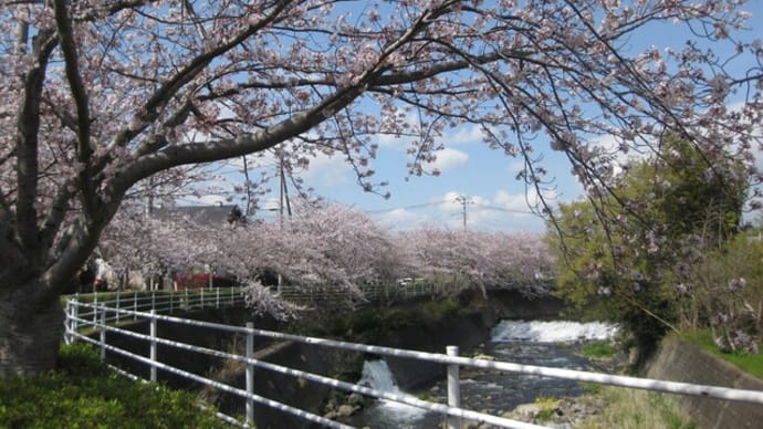 夏の花が咲いてます　桜のスポットの紹介