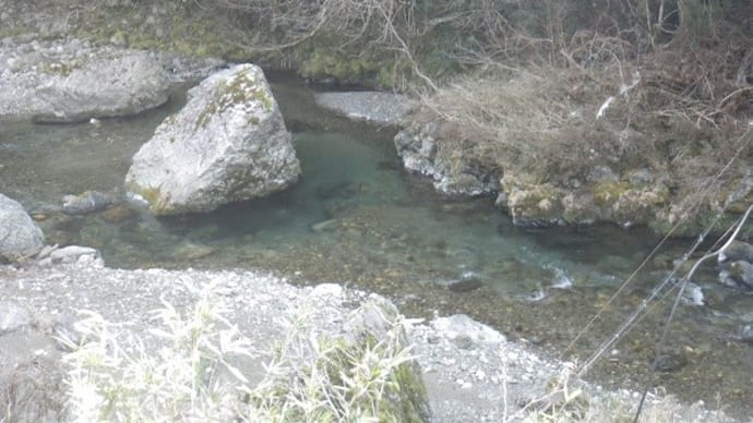 またまた渇水の那比川で天然アマゴは･･･！