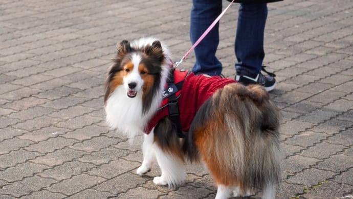 ミニシェル会🐶 Part③