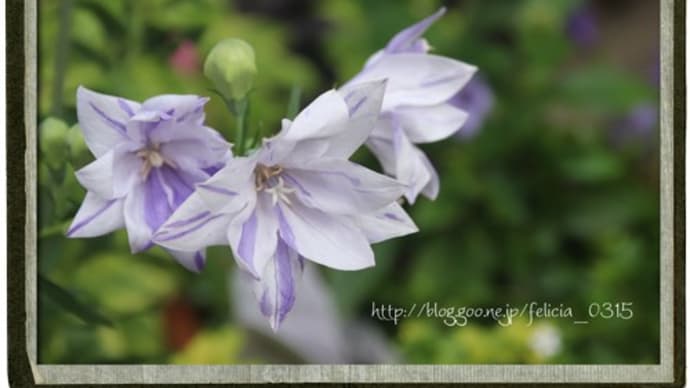 涼し気な花色