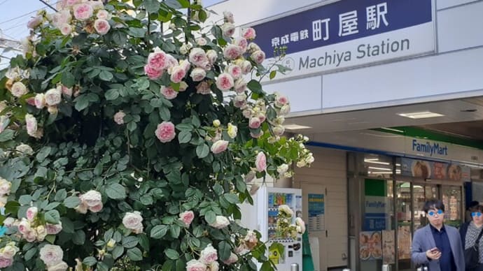 都電と薔薇/町屋駅前