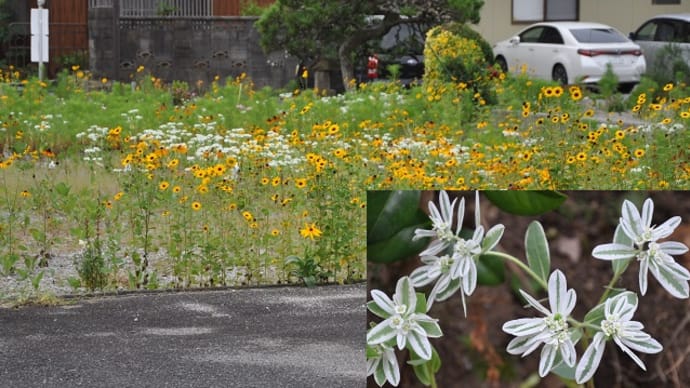 目の前のお花畑