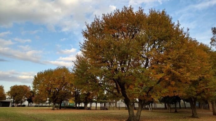 府中郷土の森公園の紅葉
