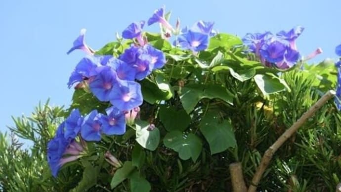アサガオ　黒豆の花他