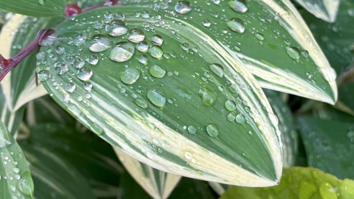 雨上がりの爽やかな空の朝に
