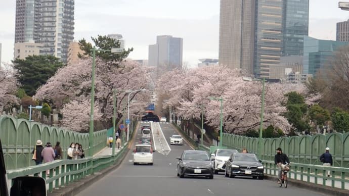 青山霊園からこぼれ出る桜
