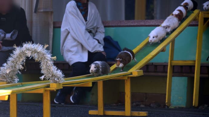 モルモットさん ふれあいの後 自分たちで飼育舎に戻ります