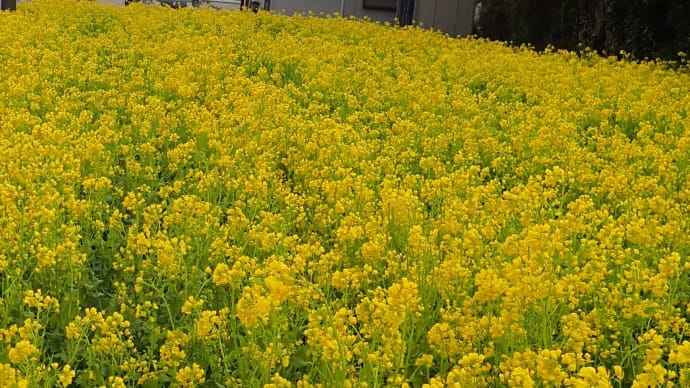南房総ドライブ2024♪ 春の花々に満たされて。