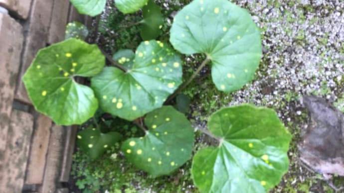 足寿命伸ばしの続きです