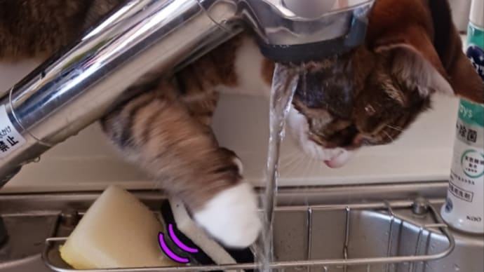 新しいお水が欲しい時