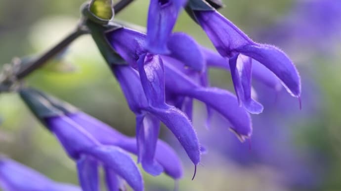蛇が口を開いたようなお花